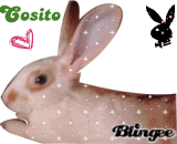 My rabbit Cosito