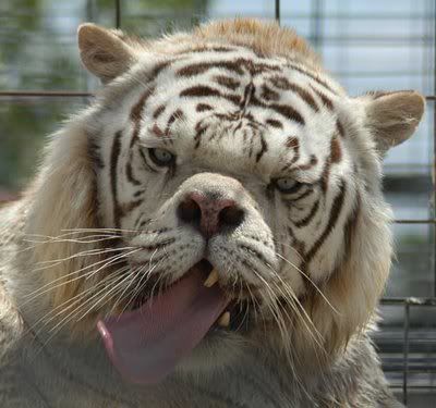 baby white tiger tattoos. Retarded White Tigers.