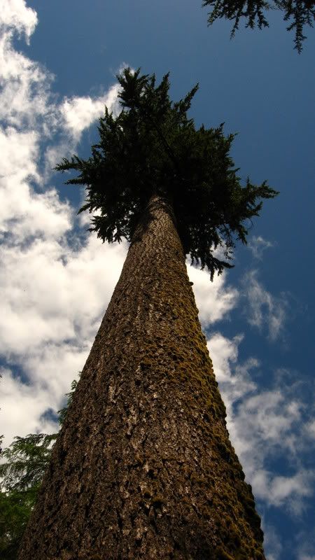 Largest spruce tree in the world Pictures, Images and Photos