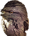 Birdy.png
