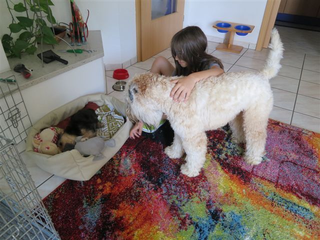 Bild