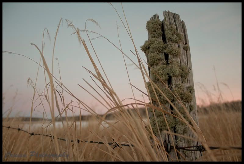 IMAGE: http://i85.photobucket.com/albums/k48/cruisn/fencepost2final.jpg