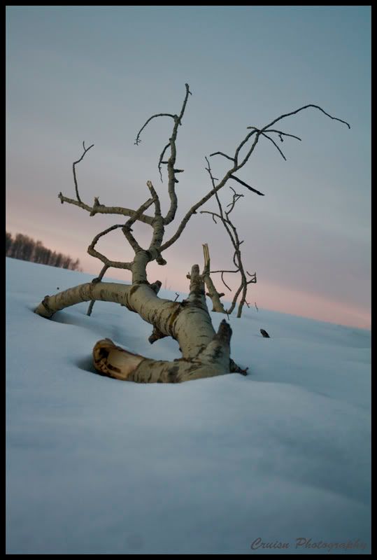 IMAGE: http://i85.photobucket.com/albums/k48/cruisn/treesnowfinal.jpg