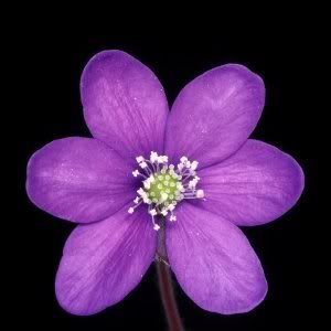 Purple on Purple Flowers Purple Flower With Ant Black With Purple Flowers