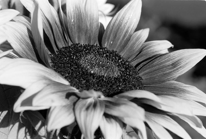 Sunflower Black & White Midpage. Green Flowery Background