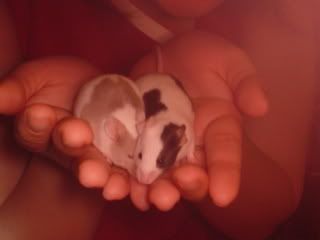 Photobucket - Video and Image Hosting