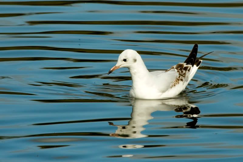 IMAGE: http://i85.photobucket.com/albums/k48/nortchul/IMG_7054.jpg