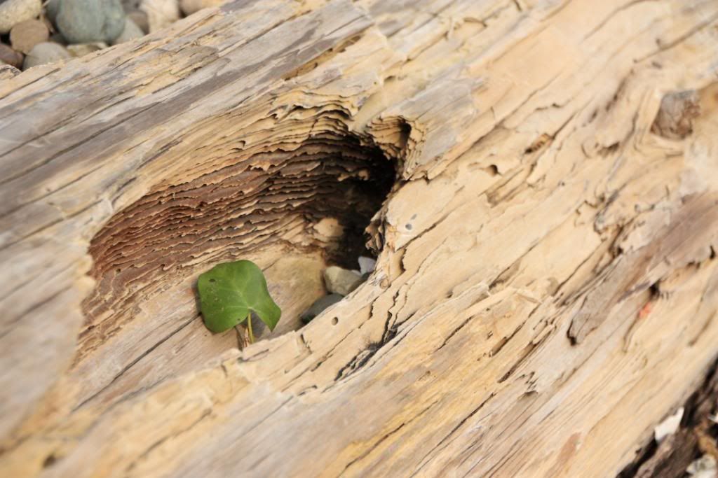 IMAGE: http://i85.photobucket.com/albums/k49/lightneo2002/Canon%20Rebel%20shots/IMG_1919.jpg?t=1271041692