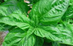 Picture of Basil, the main ingredient in pesto recipe
