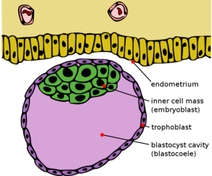 blastocys