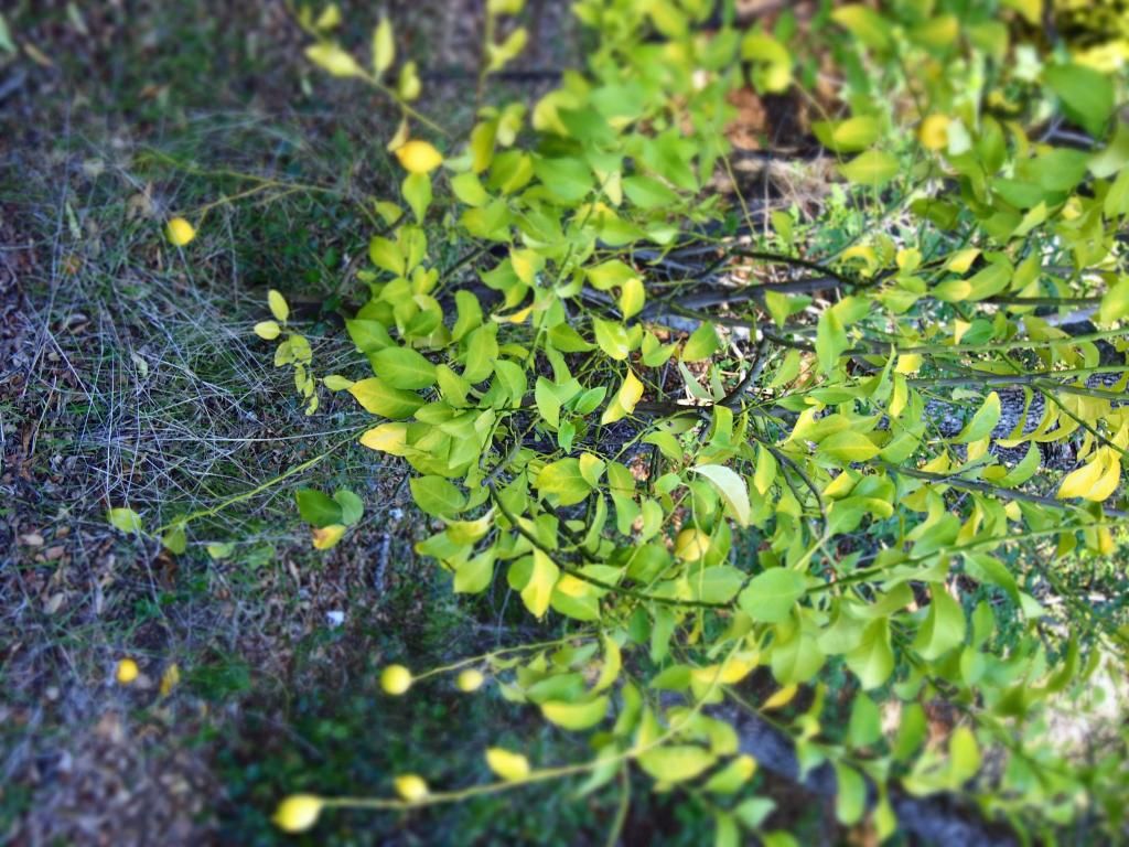 photo Lemon_zps5c723a8f.jpg