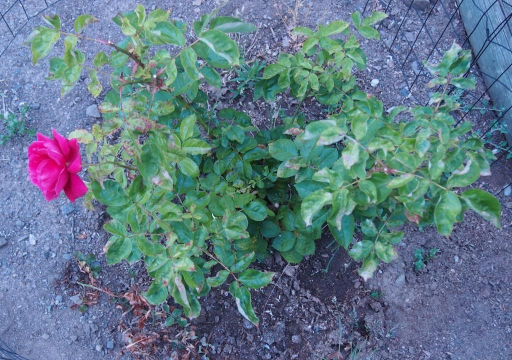 photo ci_zpsaad39cbc.jpg