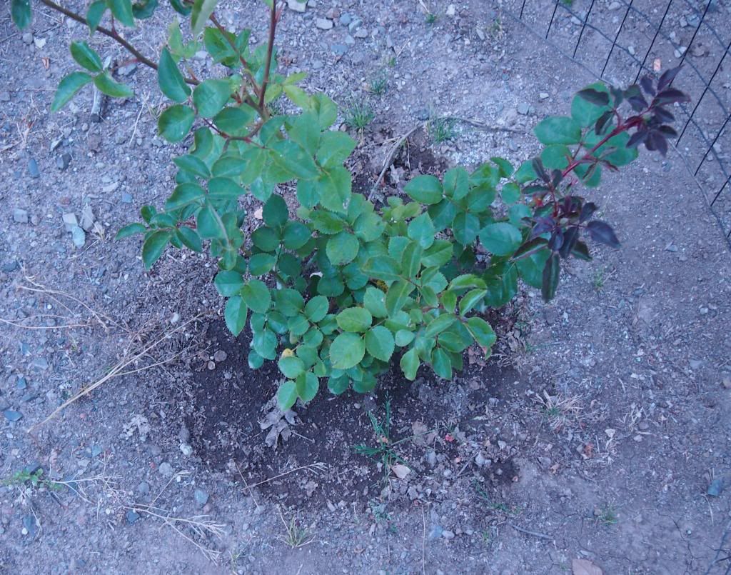 photo ff_zps246180de.jpg