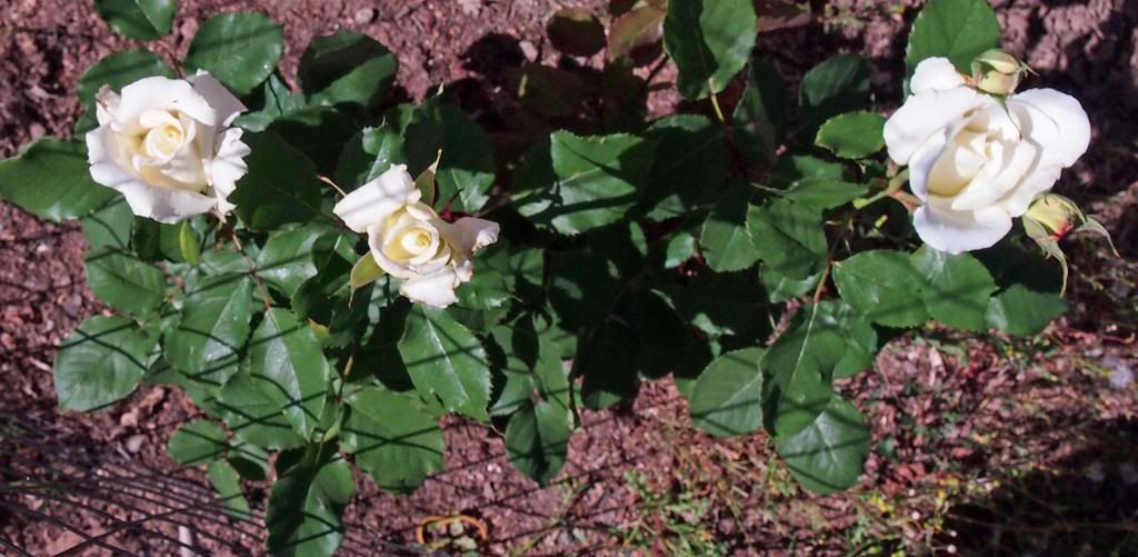 photo pjpii_zpsd13e2e04.jpg