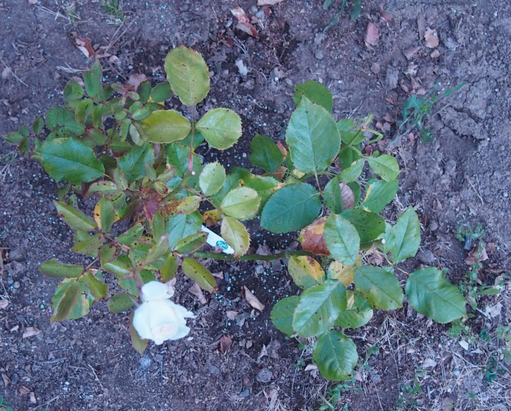 photo pjpii_zpsd74c9344.jpg