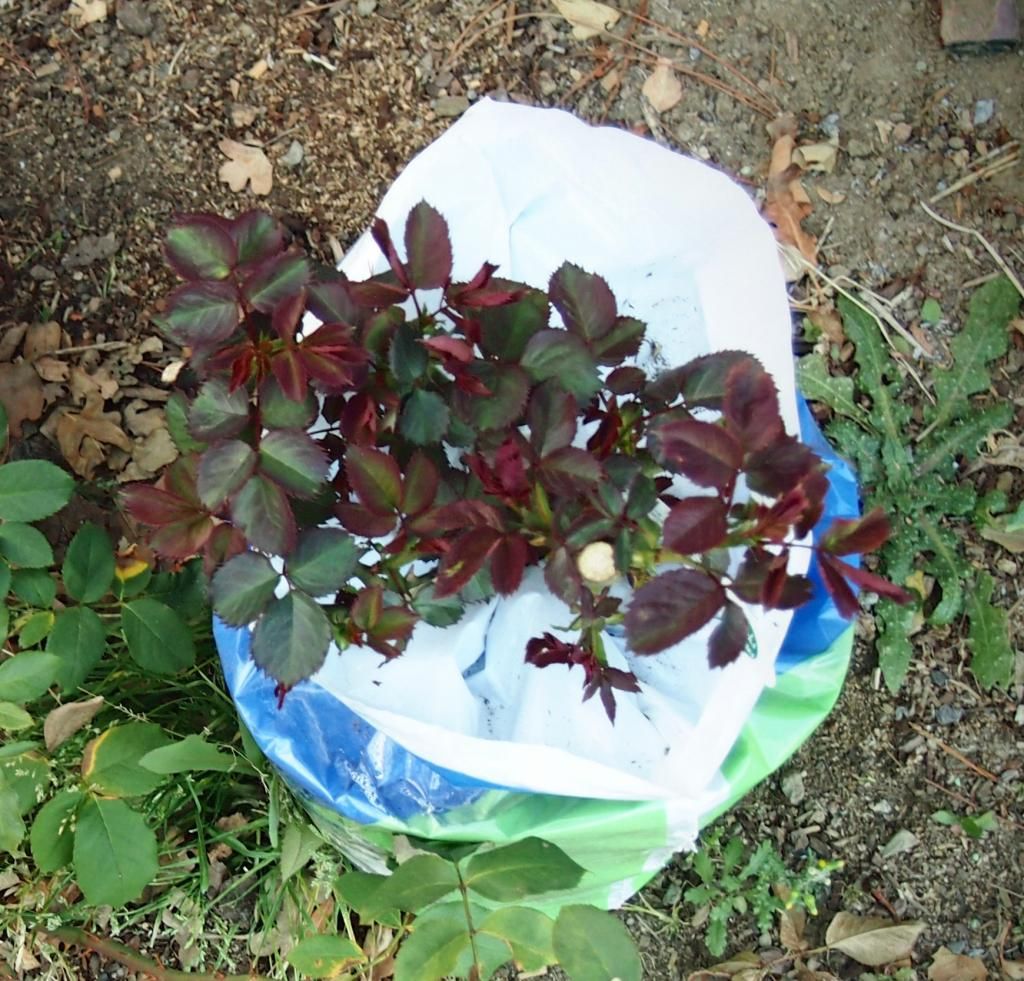 photo rose1_zps287bd846.jpg