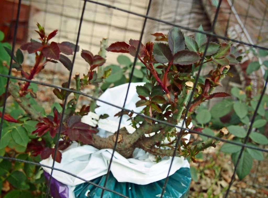 photo rose2_zps4367e789.jpg