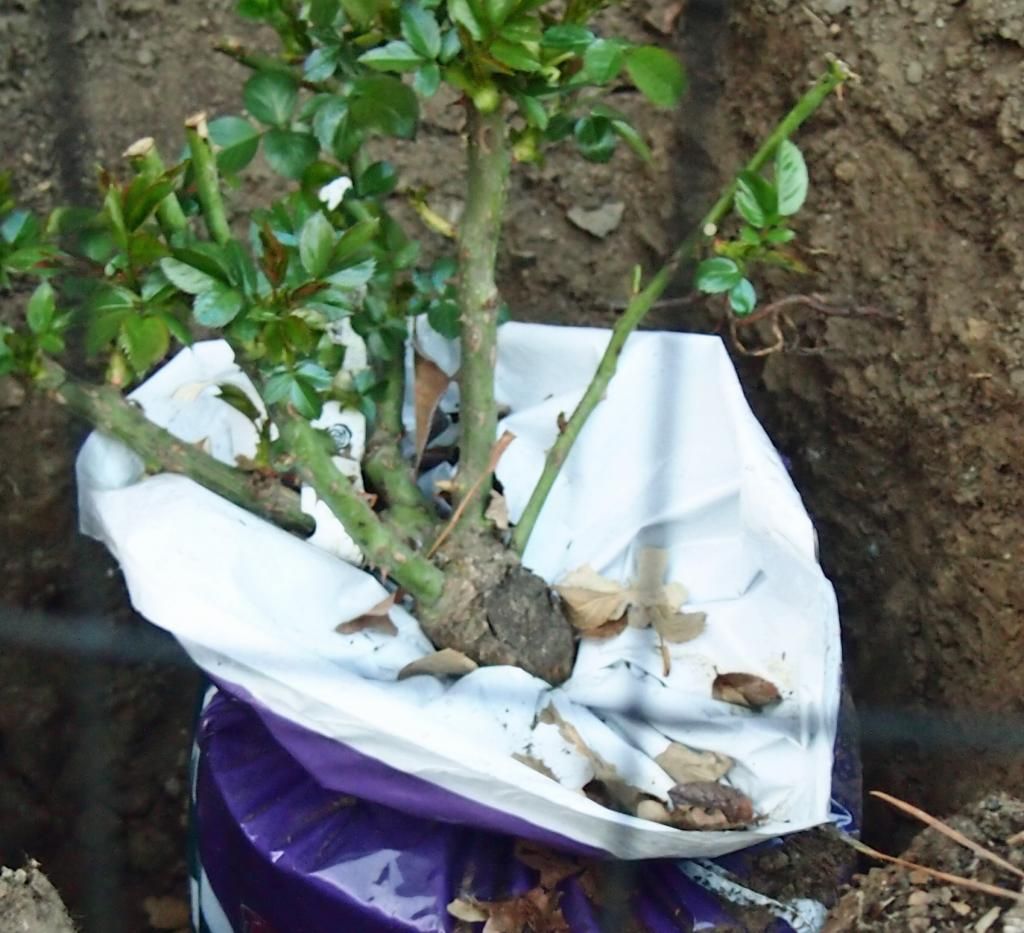 <BR> photo rose3_zps91727b56.jpg