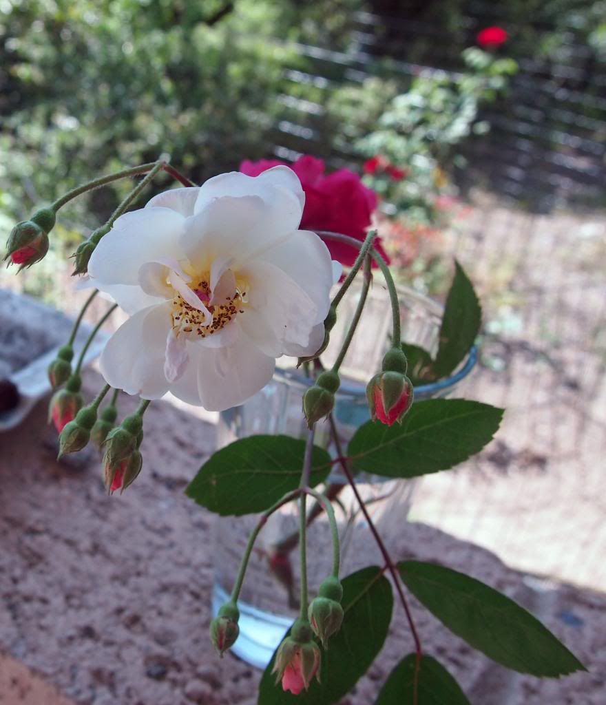 photo moonlight_zps43f3f83c.jpg