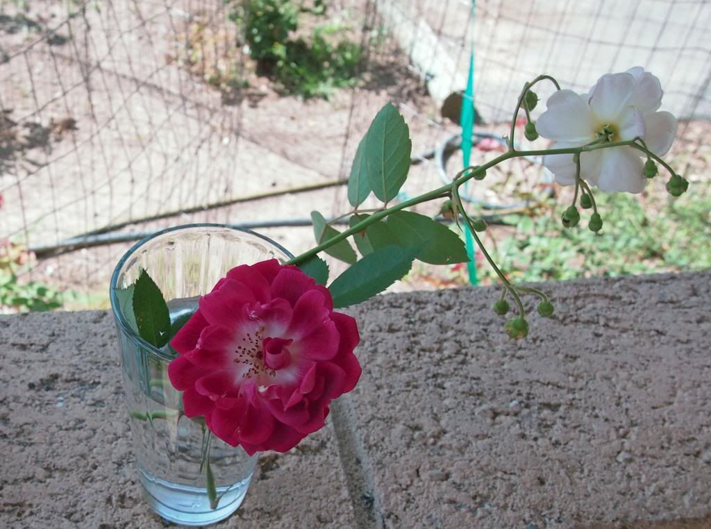 photo mystery_zpsd450f532.jpg