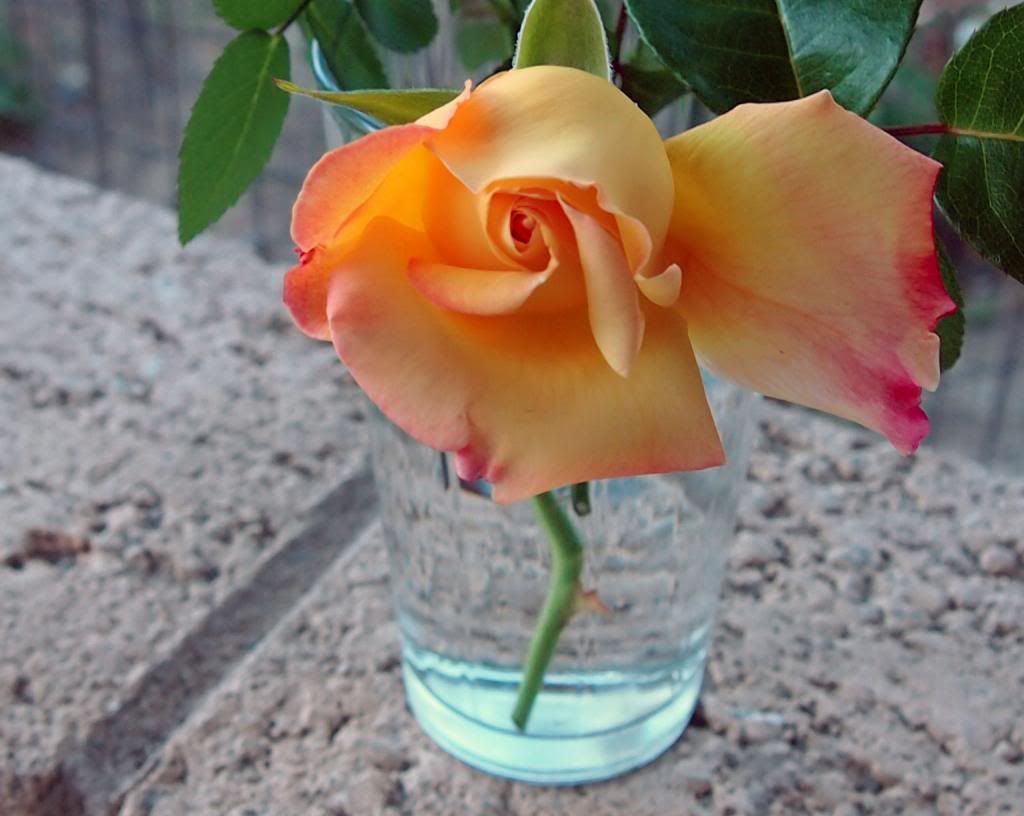 photo peace_zps88abee5c.jpg