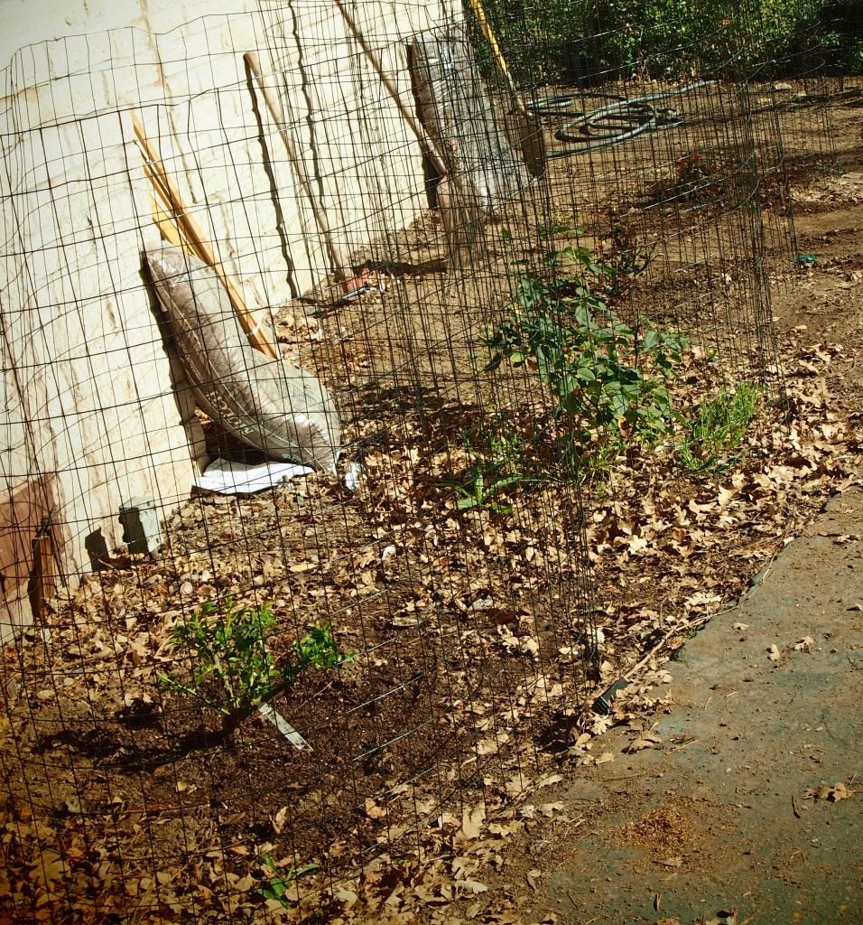 photo roses_zps349cff56.jpg