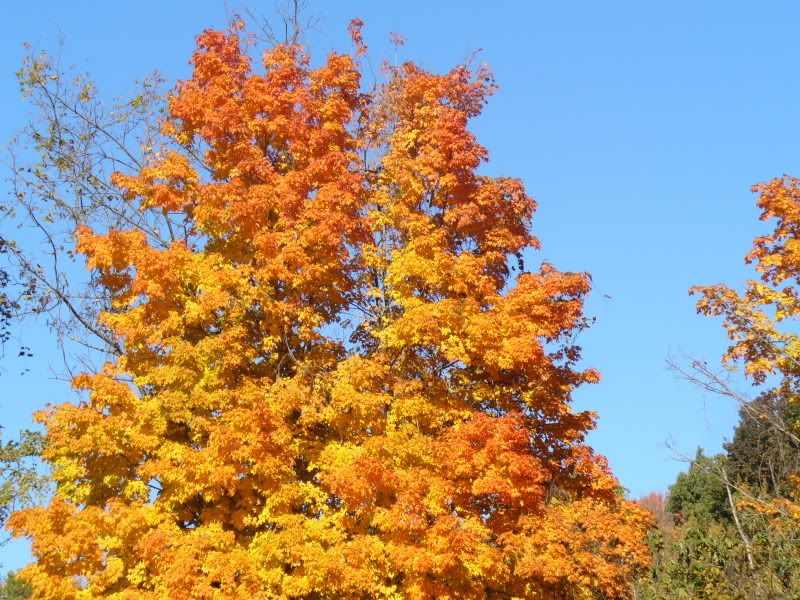 fall afternoon photo: Fall 2008 P1110111.jpg