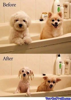 funny-dogs-a.jpg