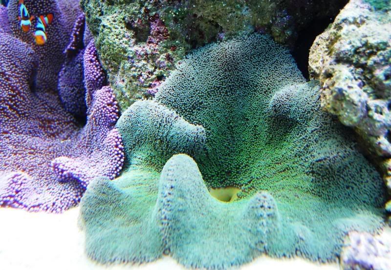 Carpet Coral