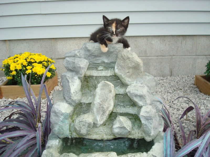 Angel on a Fountain