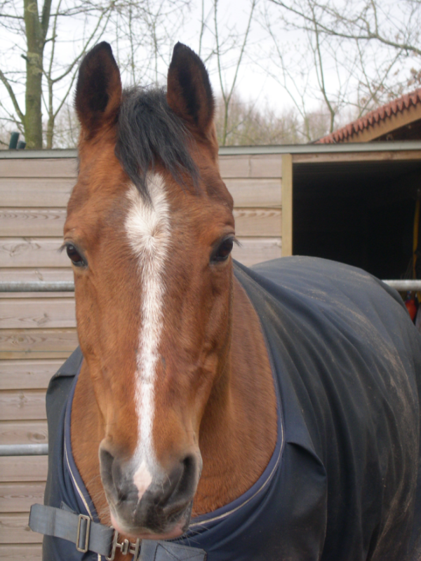 Afbeelding