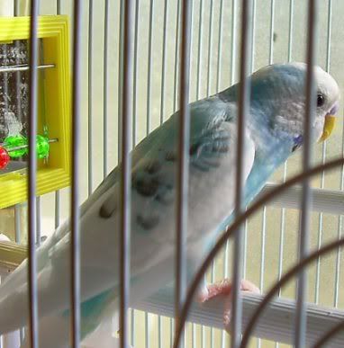 NewBirds2.jpg