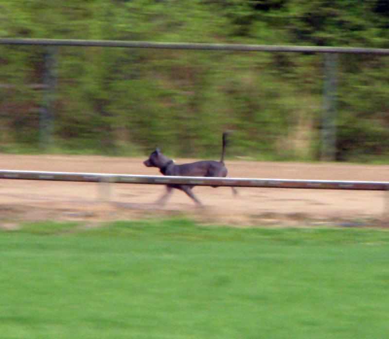 Xoloitzcuintle_running_track.jpg