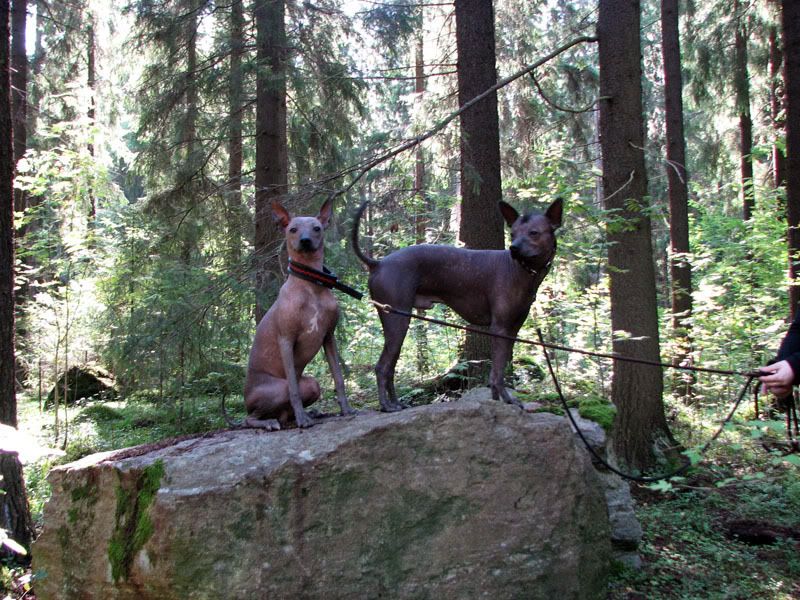 XoloitzcuintlesinFinlandIMG_8901.jpg