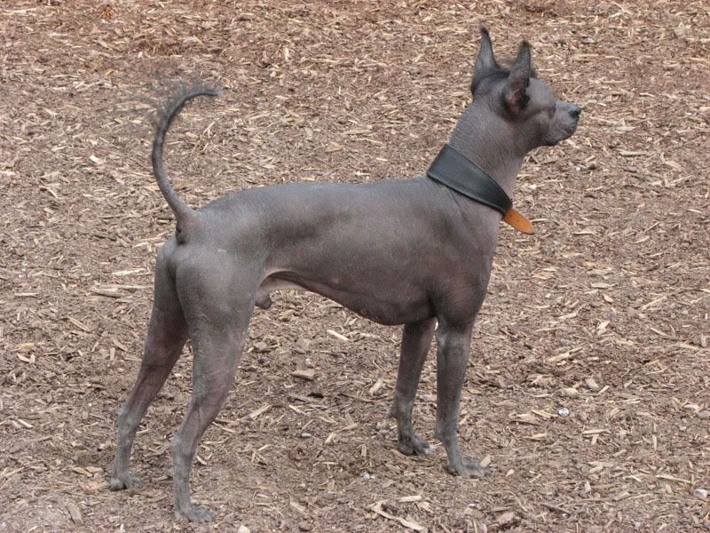 panchoxoloitzcuintle_IMG_6750.jpg