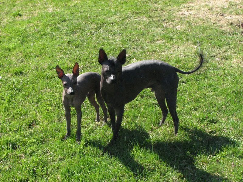 xoloitzcuintle_IMG_7293.jpg