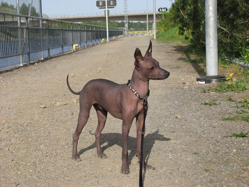 xoloitzquintlechili_IMG_7442.jpg