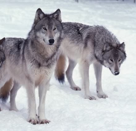 Two Wolves