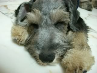 alfie sleeping ...