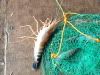 big prawn !