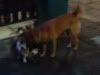 friendly dog licking pussy kitties
