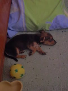 yawn ~ i'm so tired ~