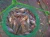 live prawns
