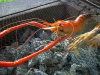 big prawn