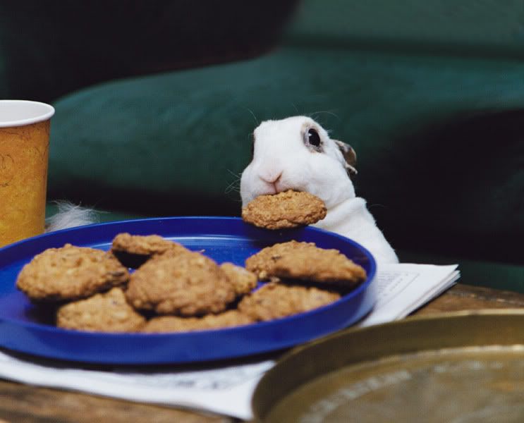 cookie-bunny.jpg