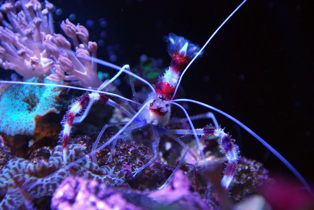 coralbandshrimp.jpg