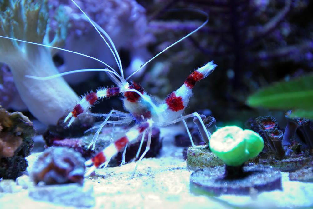 coralbandshrimp1.jpg