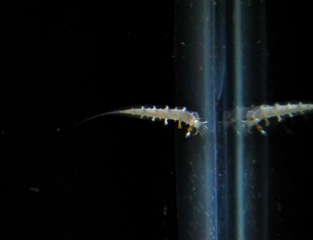 seaslug1.jpg