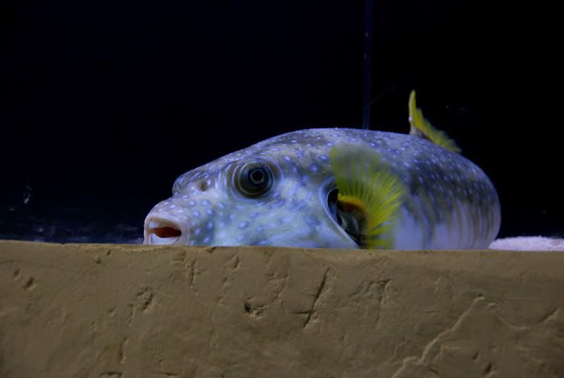 hugepufferfish.jpg