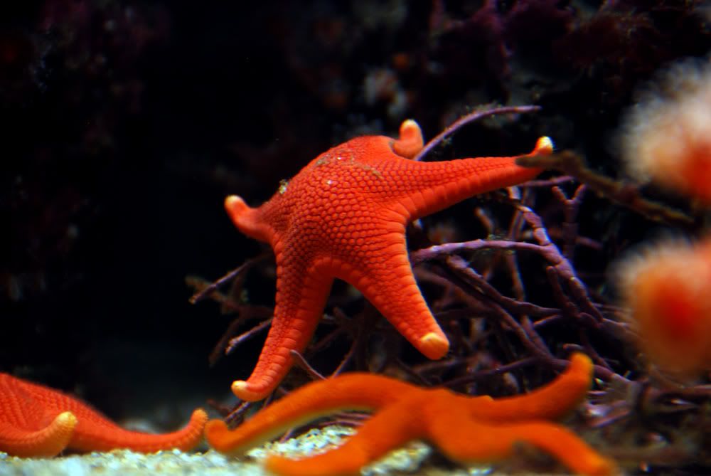 coldwaterstarfish.jpg